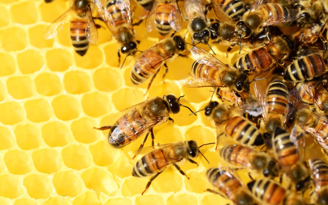 Ce que nous enseignent les abeilles dans le bien-être au travail